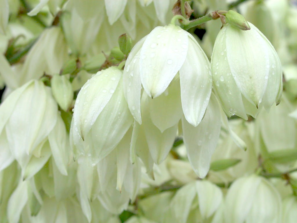 Yucca filamentosa - Bluetenmacro.JPG